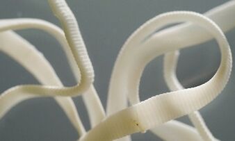 Which parasites can live in the body
