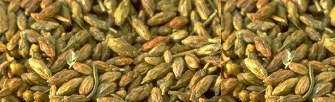 Citvar seeds are effective against parasites