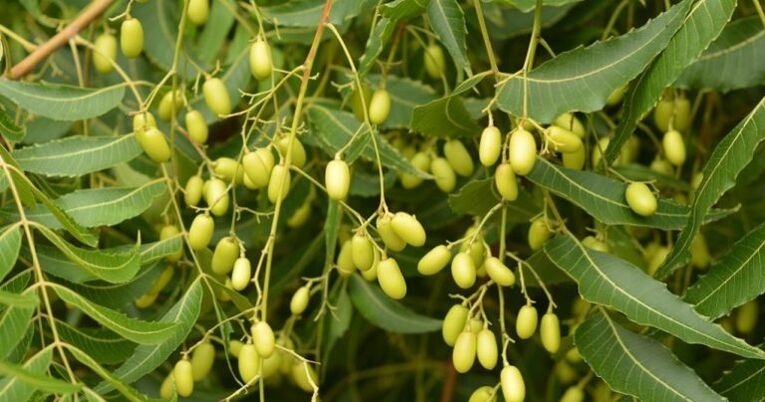 Neem – removes parasites from the body