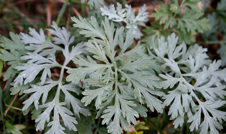 Wormwood to remove parasites from the body