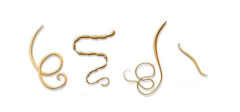 Types of parasites in humans