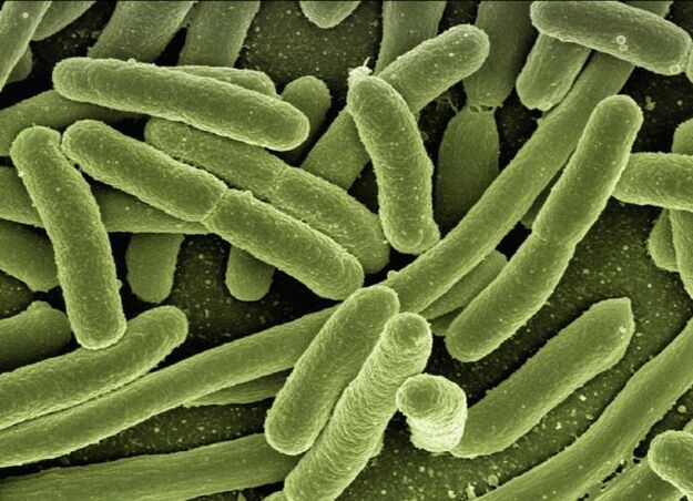 Parasites in the human body