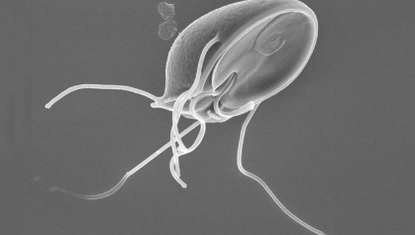 Parasit larva