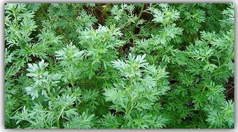 Wormwood against parasites