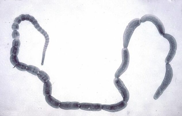 Cucumber tapeworm