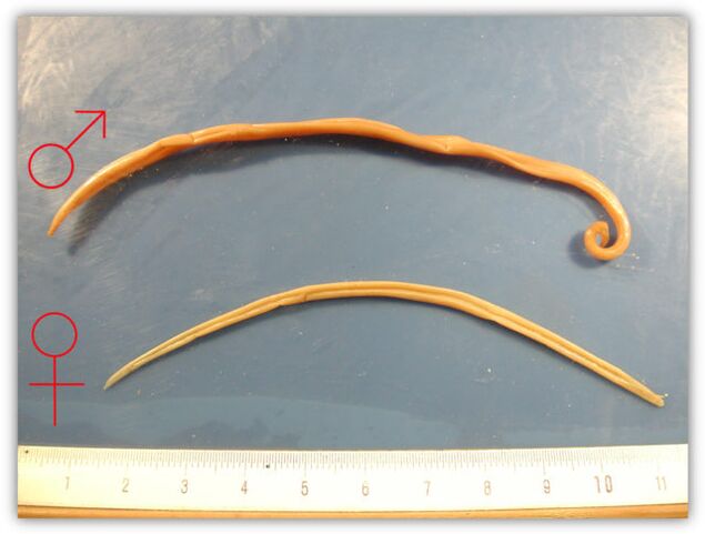 Roundworm size